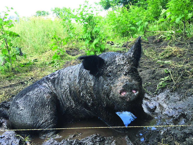 PasturePigsMud